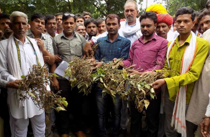 barasaat se udad kee kharaab phasal ke saath kiya virodh pradarshan बरसात से उड़द की खराब फसल के साथ किया विरोध प्रदर्शन