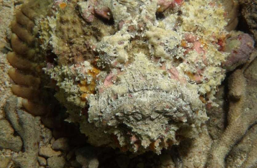 stone fish इस जीव के एक बूंद जहर से सड़ सकता है पूरा शरीर, सामने होते हुए भी लोग इस वजह से खा जाते हैं धोखा