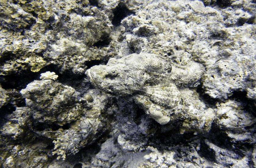 stone fish