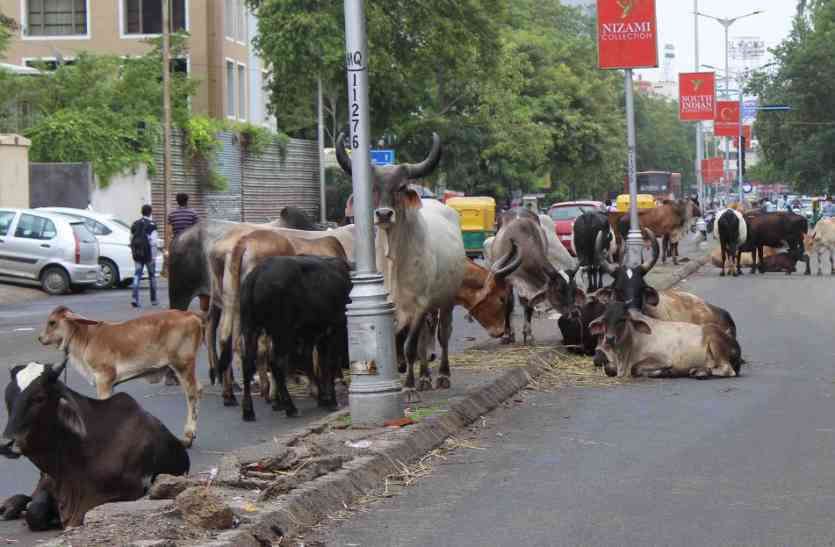 Animals will have identity cards in Ahmedabad city शहर के सभी पशुओं का होगा पहचानपत्र!