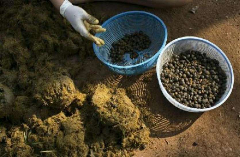 omg हाथी के गोबर से बनाई जाती है ये कॉफी, कीमत सुनकर रह जाएंगे हैरान