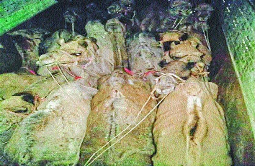camel ऊंट तस्करों के विरुद्ध बड़ी कार्रवाई, 14 ऊंटों को करवाया मुक्त