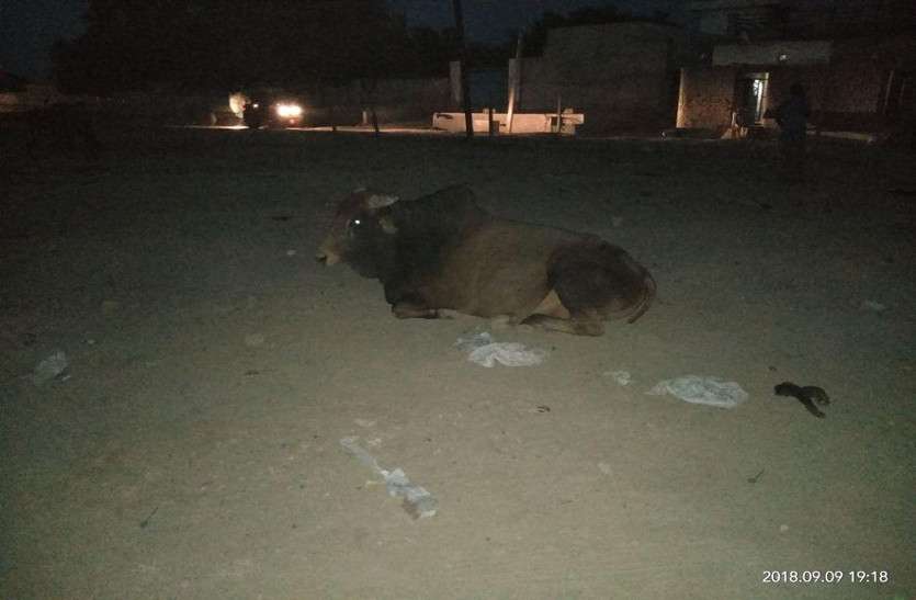 cattle दस गोवंश की मौत, ग्रामीण बोले मुख्यमंत्री के स्वागत समारोह के भोज की जूठन खाकर बीमार हुए पशु