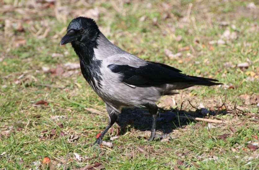 crow indication कौए के ये संकेत बना सकते हैं आपको अमीर, सिर्फ करना होगा ये काम