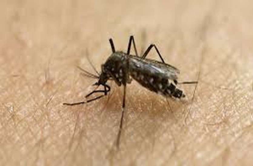 dengue in chhattisgarh भिलाई के बाद अब दुर्ग में फैला महामारी का खौफ, डेंगू से एक बुजुर्ग महिला ने तोड़ा दम