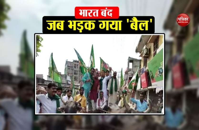 bharat bandh भारत बंद के दौरान बेकाबू भीड़ देख भड़क गया बैल, बाल-बाल बचे विधायक