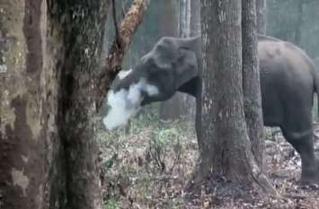 wild elephant wild elephant