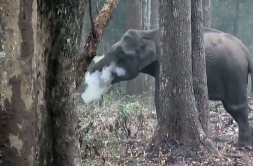 wild elephant वीडियो बनाता देख जंगली हाथियों को आया गुस्सा, बच्चे को कुचला