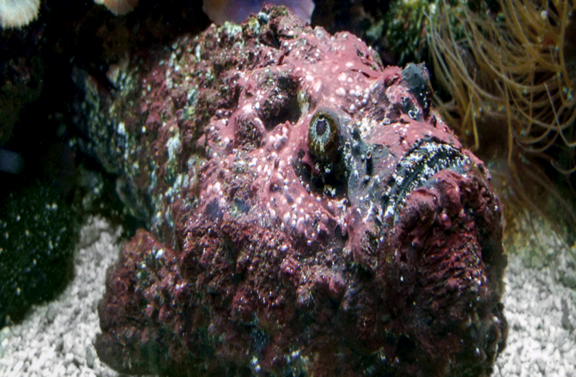 stone fish