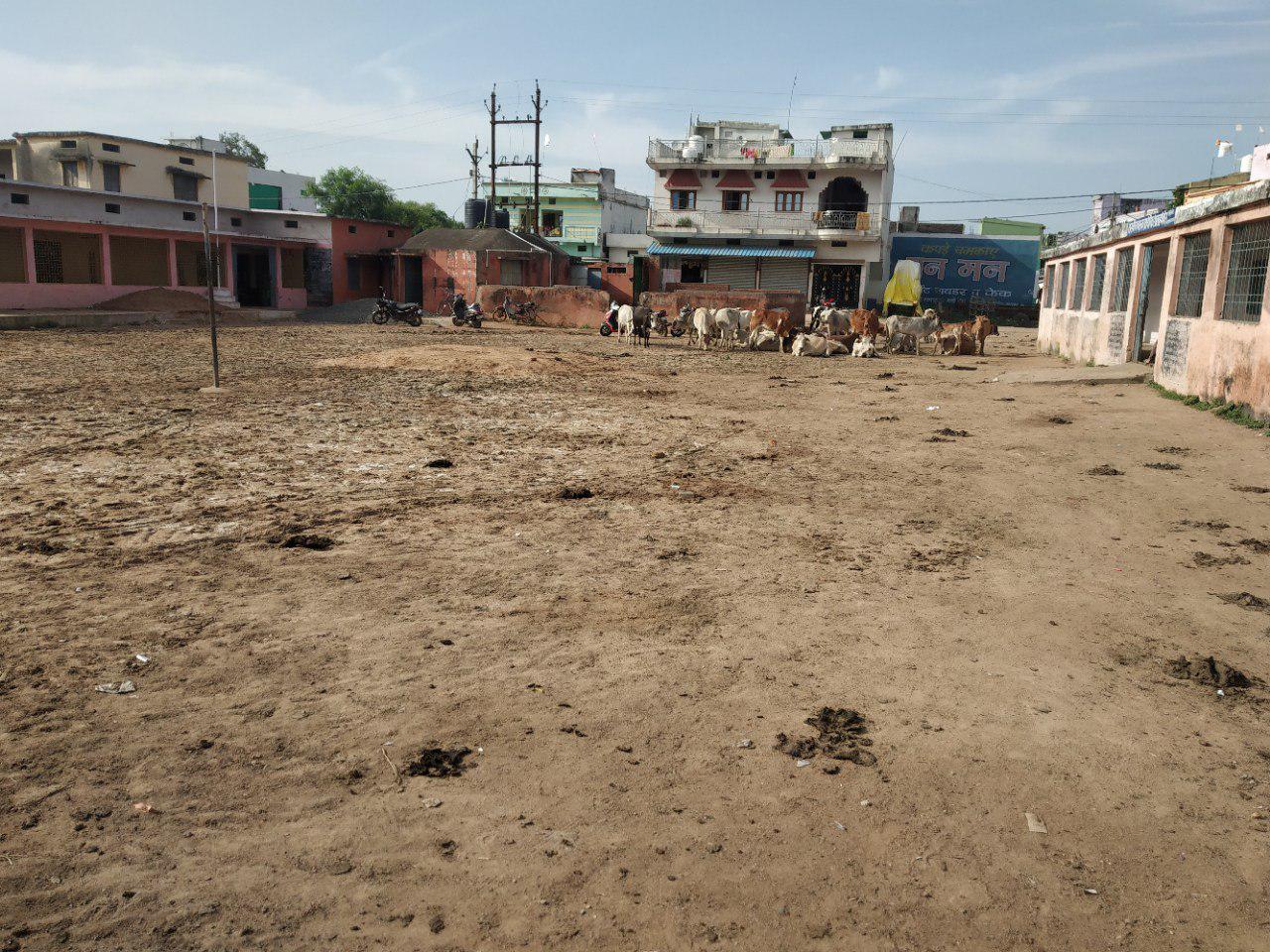 Government school in hoshangabad latest news इन स्कूलों में बच्चों से ज्यादा मिलते हैं मवेशी, कारण सुन रह जाएंगे हैरान