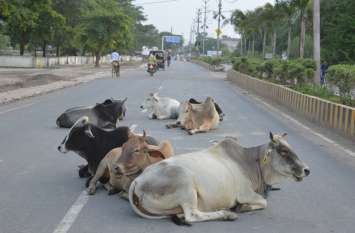 Cattle hazard road accident Cattle hazard road accident