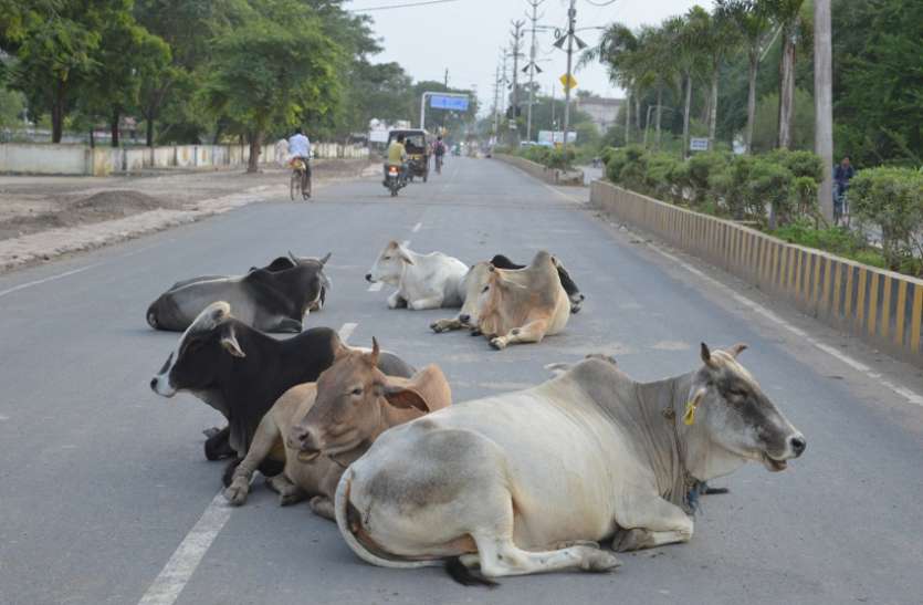 Cattle hazard road accident सड़क पर निकलो तो इनसे बचकर रहना