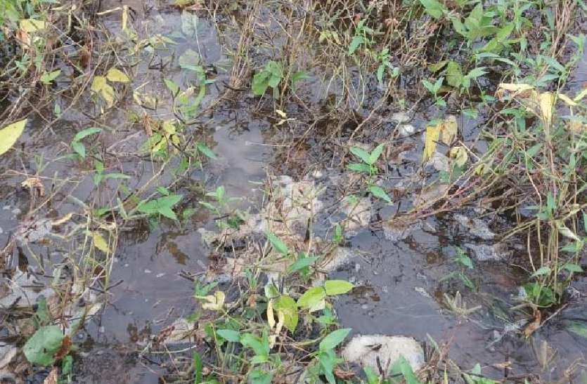 lagaataar huee baarish se phasalen ho gaee chaupat लगातार हुई बारिश से फसलें हो गई चौपट