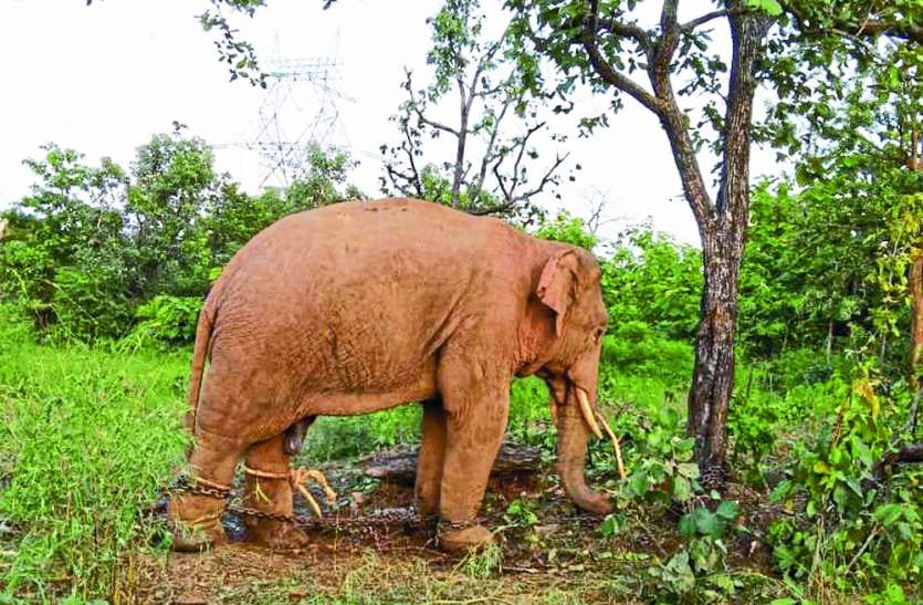Elephant Terror in sidhi news हिंसक हाथियों ने सीधी जिला में फिर बरपाया कहर, चार मकान किए धराशायी