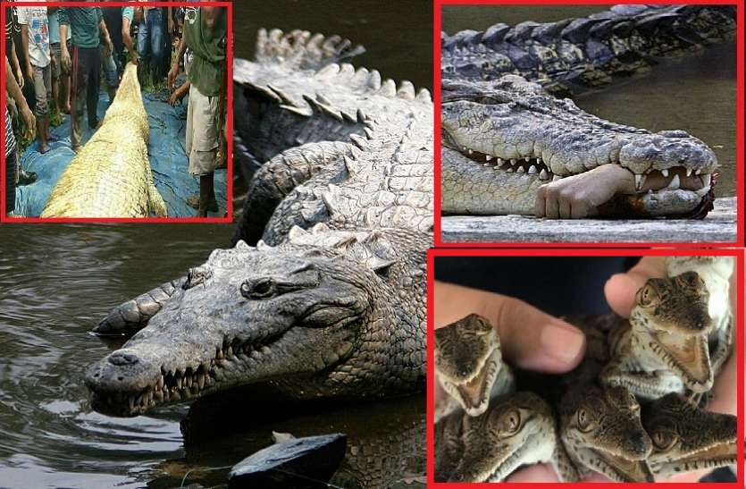 human arm and a leg found inside 20 feet crocodile यहां घर-घर में पाले जाते हैं आदमखोर, रातों-रात गायब हो जाते हैं परिवार के सदस्य