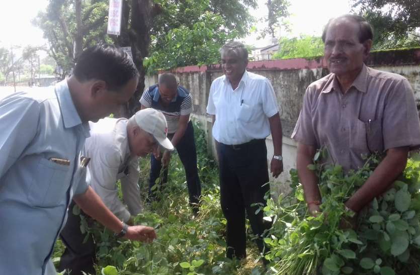 Nutrient deficiencies in soil Remove biological way मिट्टी में पोषक तत्वों की कमी को जैविक तरीके से एेसे दूर करें