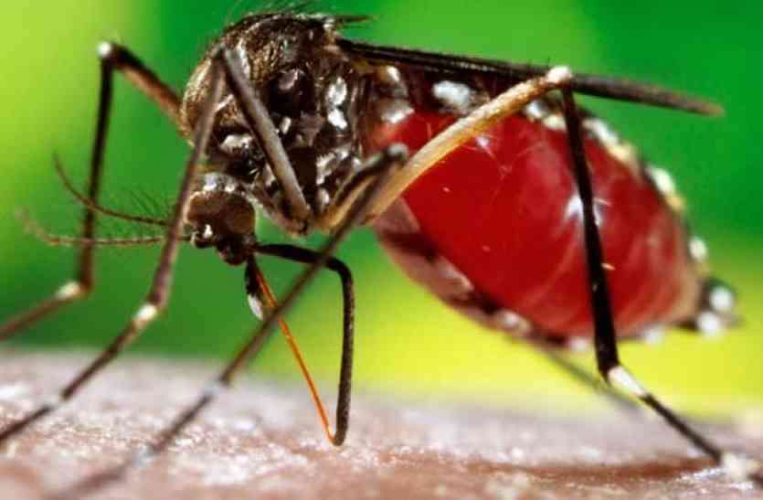dengue शहर में मिले डेंगू के 3 मरीज, ऐसे बचें इस बीमारी से