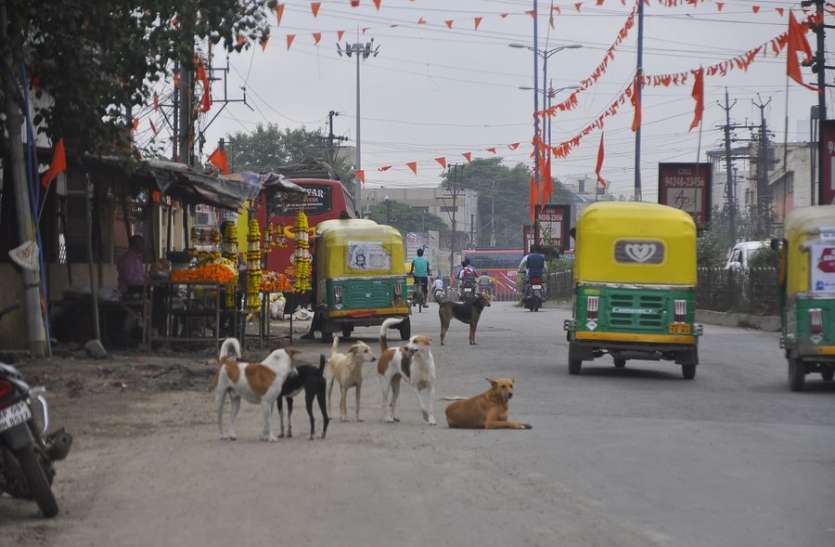 dog कुत्तों से परेशान होकर हाईकोर्ट में लगाई याचिका