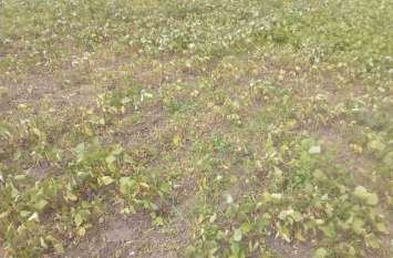 Soya bean crop loss due to low rainfall Soya bean crop loss due to low rainfall