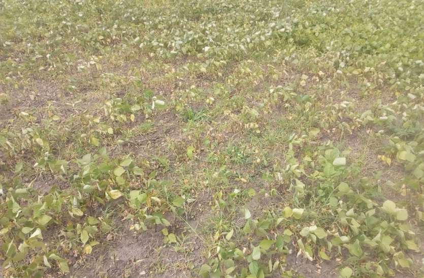 Soya bean crop loss due to low rainfall खरीफ बीमा राशि में बड़ी विसंगतियां, किसानों को हो रहा आर्थिक नुकसान
