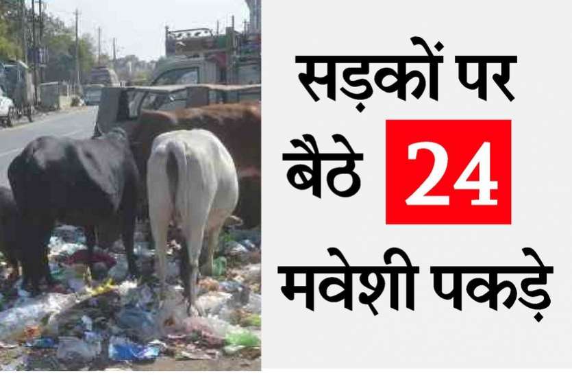 Kota News निगम ने शहर की सीमा में घुस रहे मवेशियों को वापस खदेड़ा