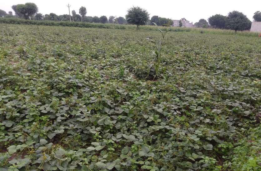 Frozen crops in the sports potholes again fluttered खेल-खलिहानों में मुरझाई फसलें रिमझिम फुहारों से फिर लहलहा उठी