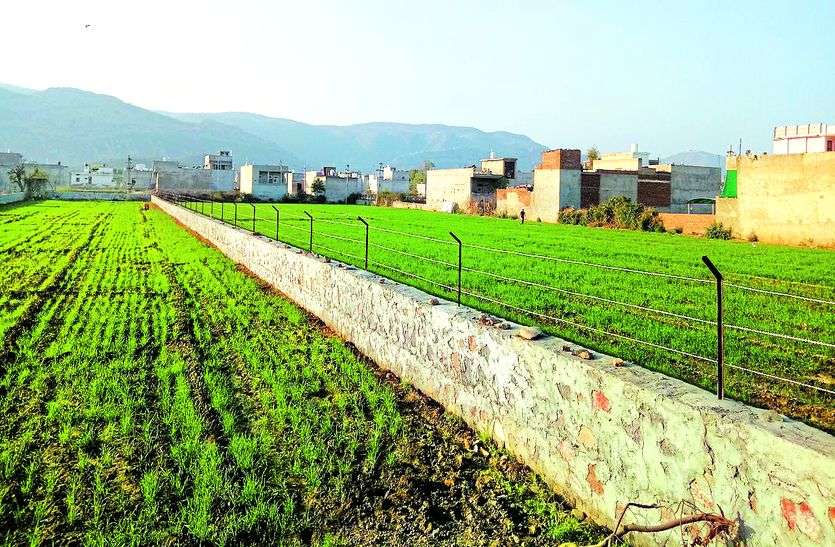Land Mafia Capture 160 Bihgha Land Of Prem Ratnakar Dam राजस्थान के इस बांध की 160 बीघा जमीन पर भू-माफियाओं ने जमाया कब्जा, प्रशासन में मचा हडक़ंप