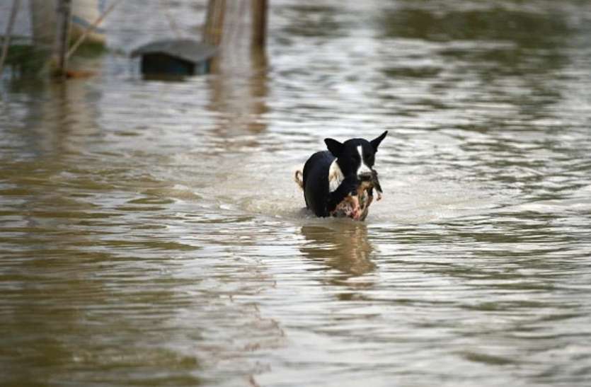 dog दिल्ली-NCR में हल्की फुहारों से मौसम बना रहेगा सुहाना, पश्चिम बंगाल-बिहार समेत कई राज्यों में जोरदार बारिश की संभावना