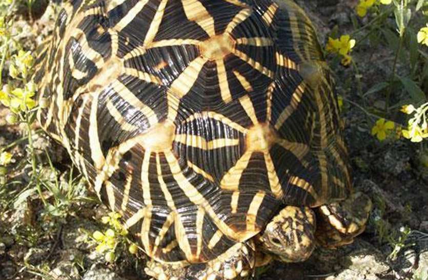 Rare Star turtle freed ढाणी में दबिश देकर दुर्लभ प्रजाति का कछुआ कराया मुक्त