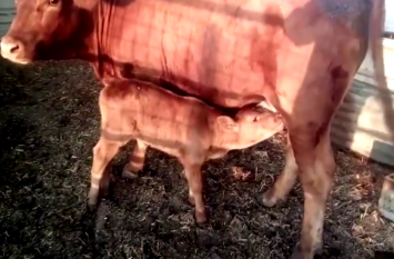 red cow red cow
