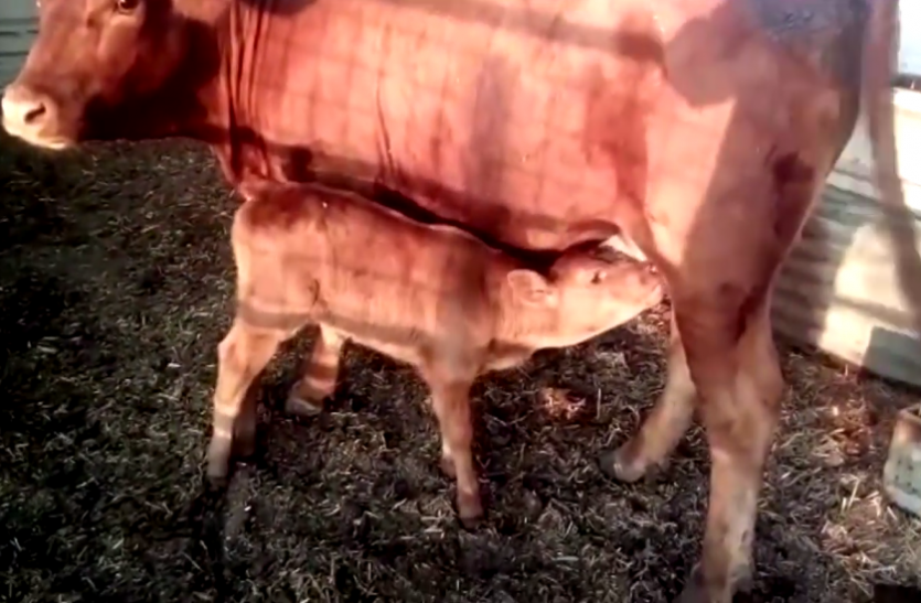 red cow यहां मिला दुनिया के अंत का संकेत! 2000 साल में पहली बार हुआ ऐसा... लोगों में बढ़ा खौफ