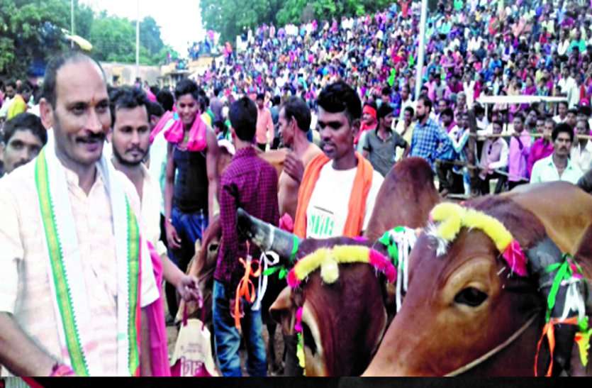 system खैरागढ़ में पिपरिया के बुधराम की बैलजोड़ी रही अव्वल