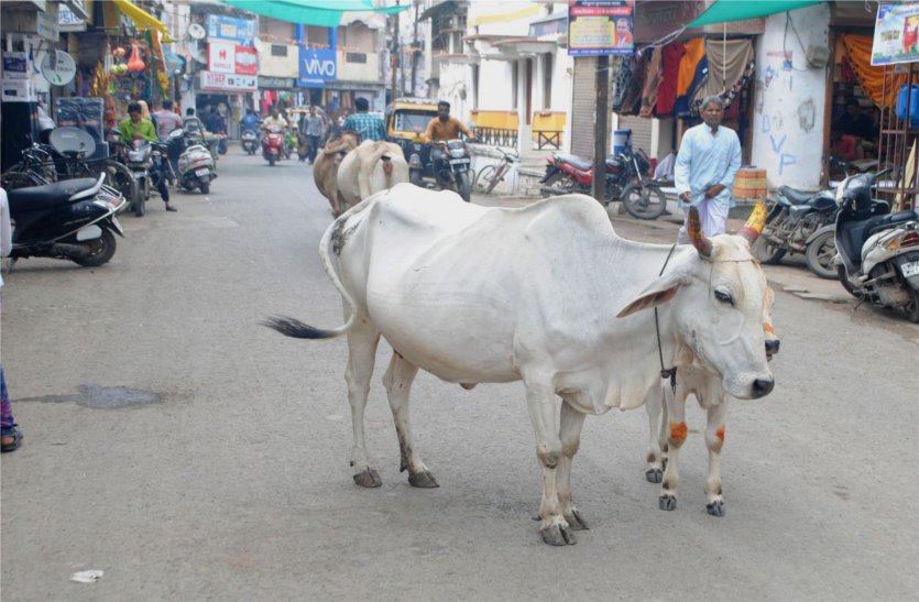 patrika इस हाइवे से निकलें तो संभलें वरना..