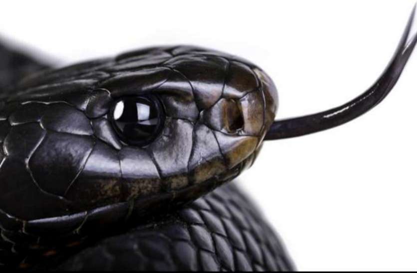 snake नींद में लड़की को हुआ अजीब एहसास, आंखें खोलते ही निकल पड़ी चीखें