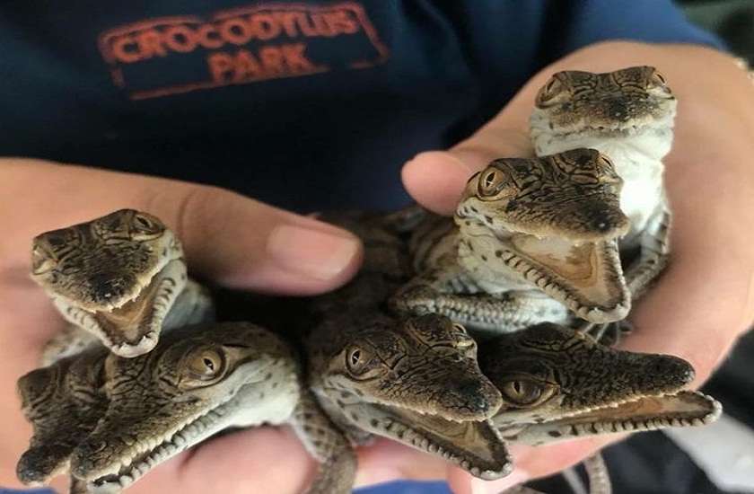 human arm and a leg found inside 20 feet crocodile