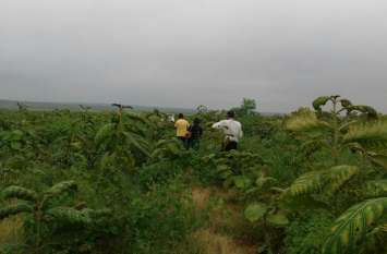 New jungle prepared in 238 hectares in Panna, monitoring from drone New jungle prepared in 238 hectares in Panna, monitoring from drone