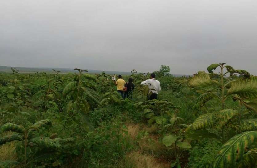 New jungle prepared in 238 hectares in Panna, monitoring from drone पन्ना में 238 हेक्टेयर में तैयार किया जा रहा नया जंगल, ड्रोन से हो रही मॉनिटरिंग
