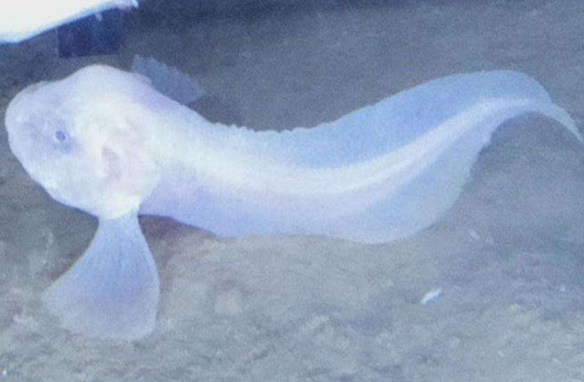 Snail fish