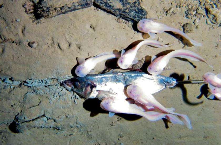 Snail fish