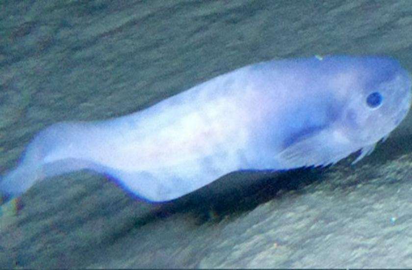 Snail fish