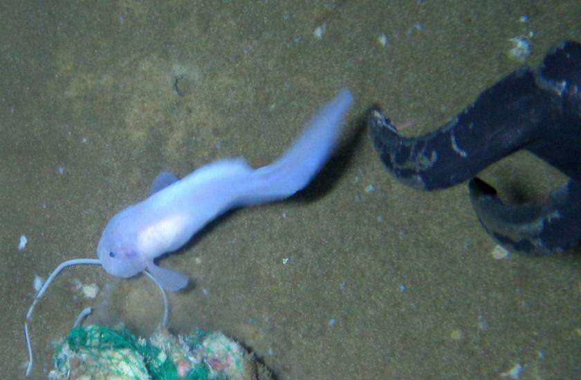 Snail fish