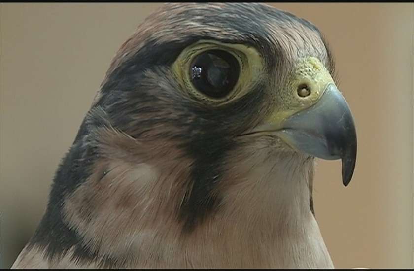 city of the blinds not only human birds and animals are also blind