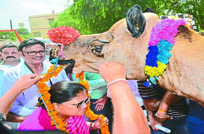 cm raje gaurav yatra 2018 ऊंट ने पहनाई CM राजे को माला देखते रह गए सारे मंत्री और फिर...