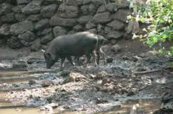 patrika patrika