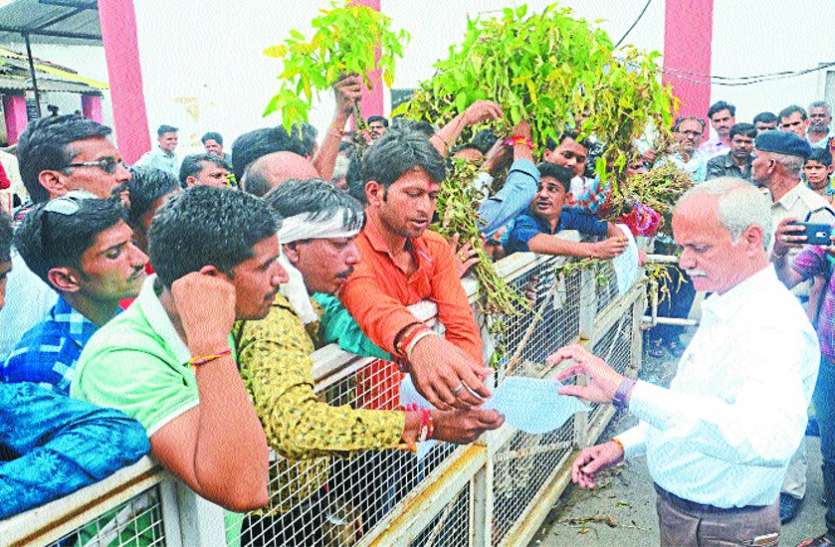 Mung urad crop farmers demanded compensation in rain बारिश में खराब हो गई मूंग, उड़द की फसल, किसानों ने मांगा मुआवजा