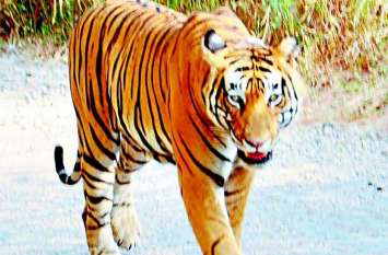 Sariska Tigress ST-5 Mystery Will Solve Soon Sariska Tigress ST-5 Mystery Will Solve Soon