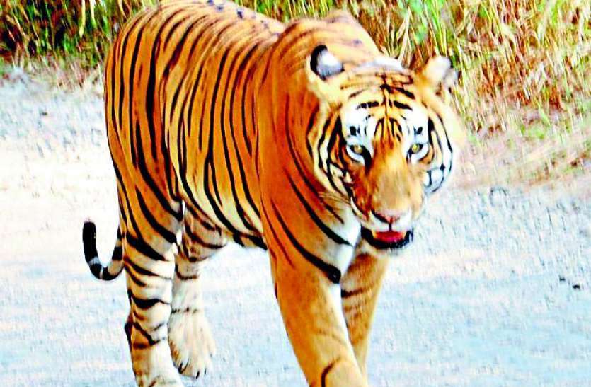 Sariska Tigress ST-5 Mystery Will Solve Soon सरिस्का में बाघिन के शिकार को लेकर जल्द होगा सबसे बड़ा खुलासा, देहरादून में तैयार हुई डीएनए रिपोर्ट