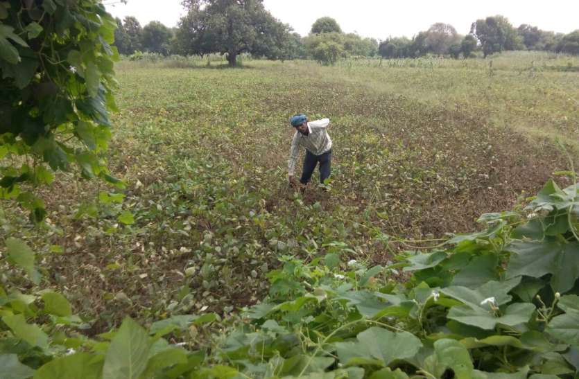 Concerns on the faces of farmers from the rains in the morning and Daphehar on Wednesday. किसान बोले अधिकारी दफ्तरों से निकलकर खेतों में आएं तो पता लगे हकीकत