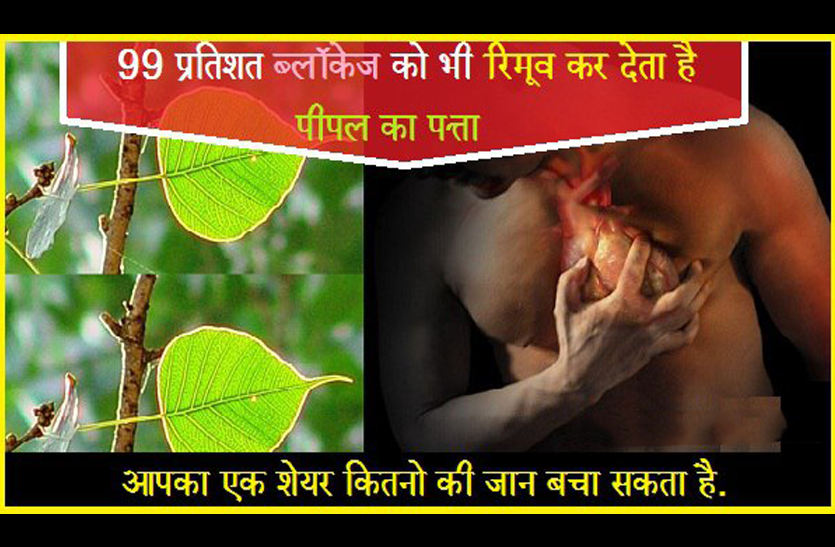 peepal ke patte ke fayde 99 प्रतिशत ब्लॉकेज को भी रिमूव कर देता है पीपल का पत्ता