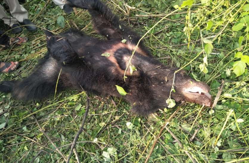 The death of the cowboy in the attack of the bear, three other injured भालू के हमले में चरवाहे की मौत, चरवाहे को बचाने में तीन अन्य हुए घायल